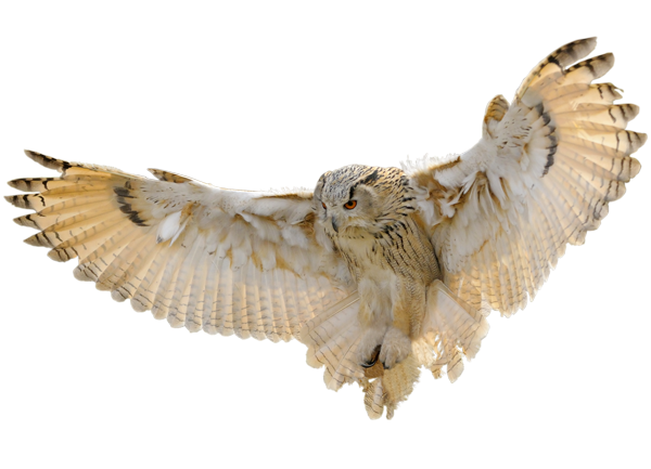 Fliegende Schneeeule