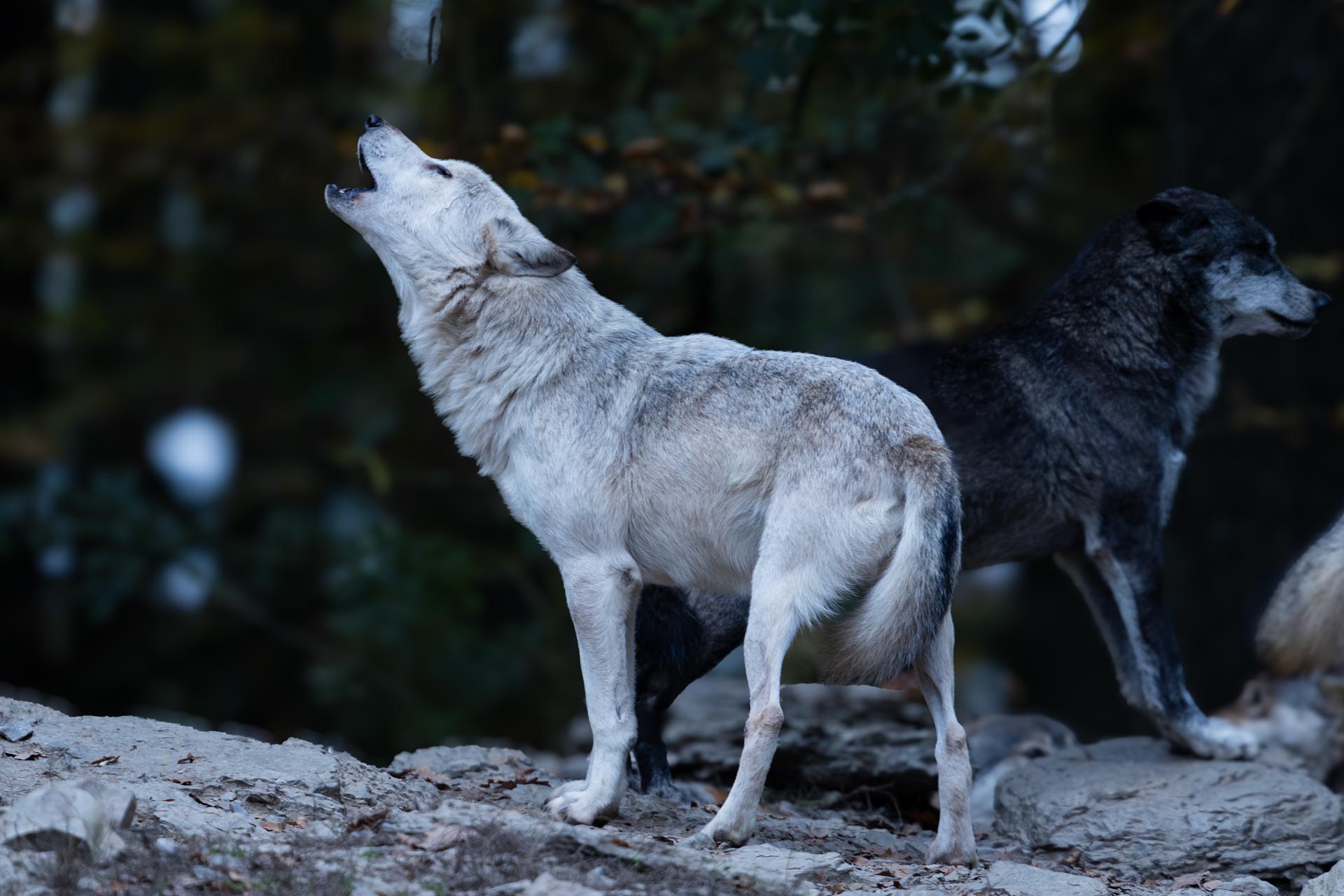 Wolf