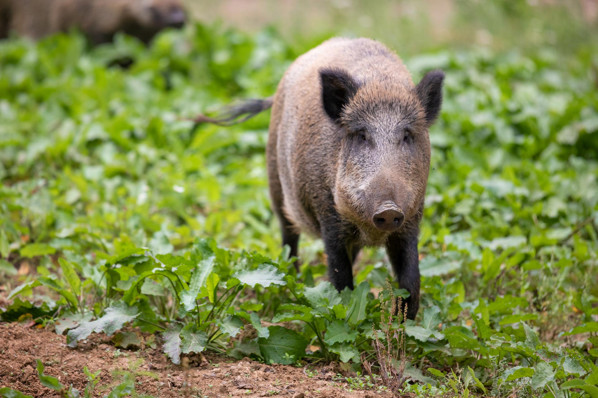 Wildschwein