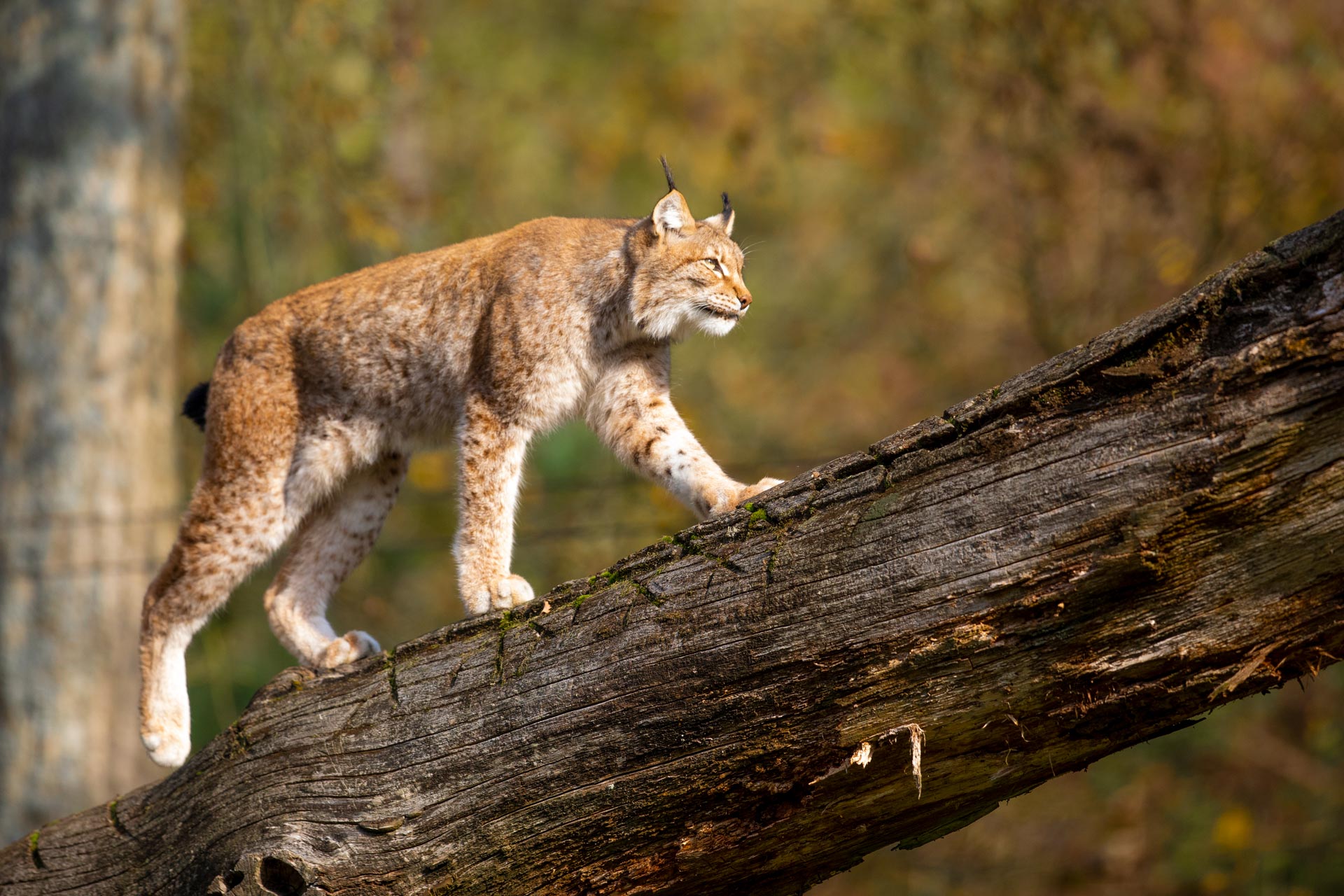 Luchs