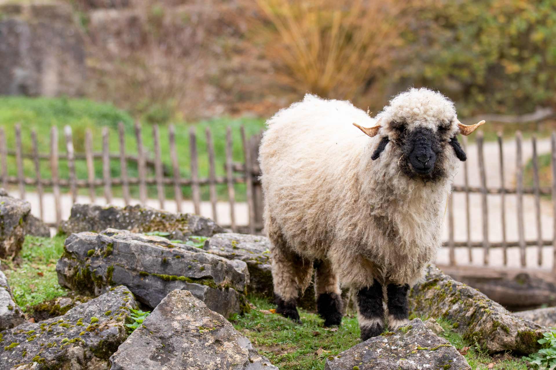 Wallieser Ziegen & Schwarznasen- schaf