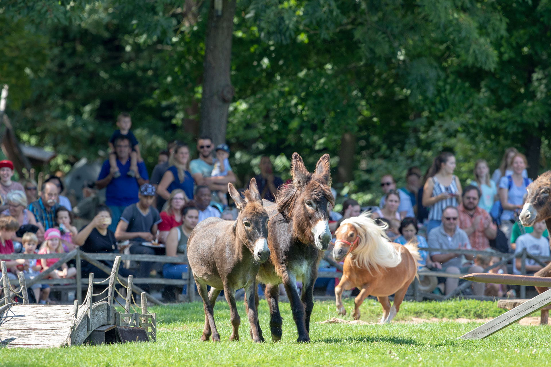 Fuetterungsrunde Wildpark Bad Mergentheim