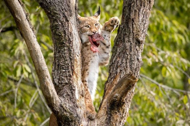 Luchs frisst